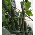 CU22 Xinfu new breeding good quality all female hybrid cucumber seeds